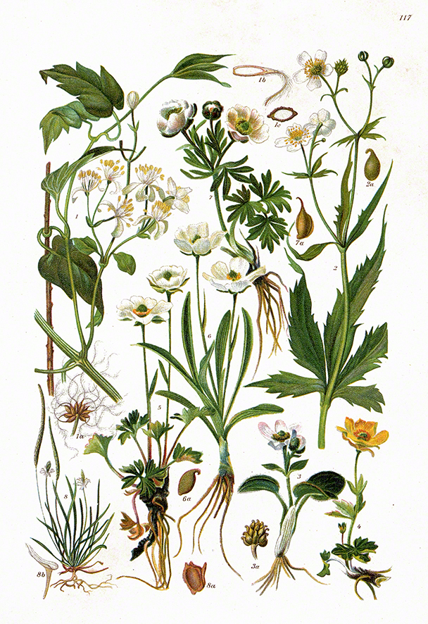 Waldrebe